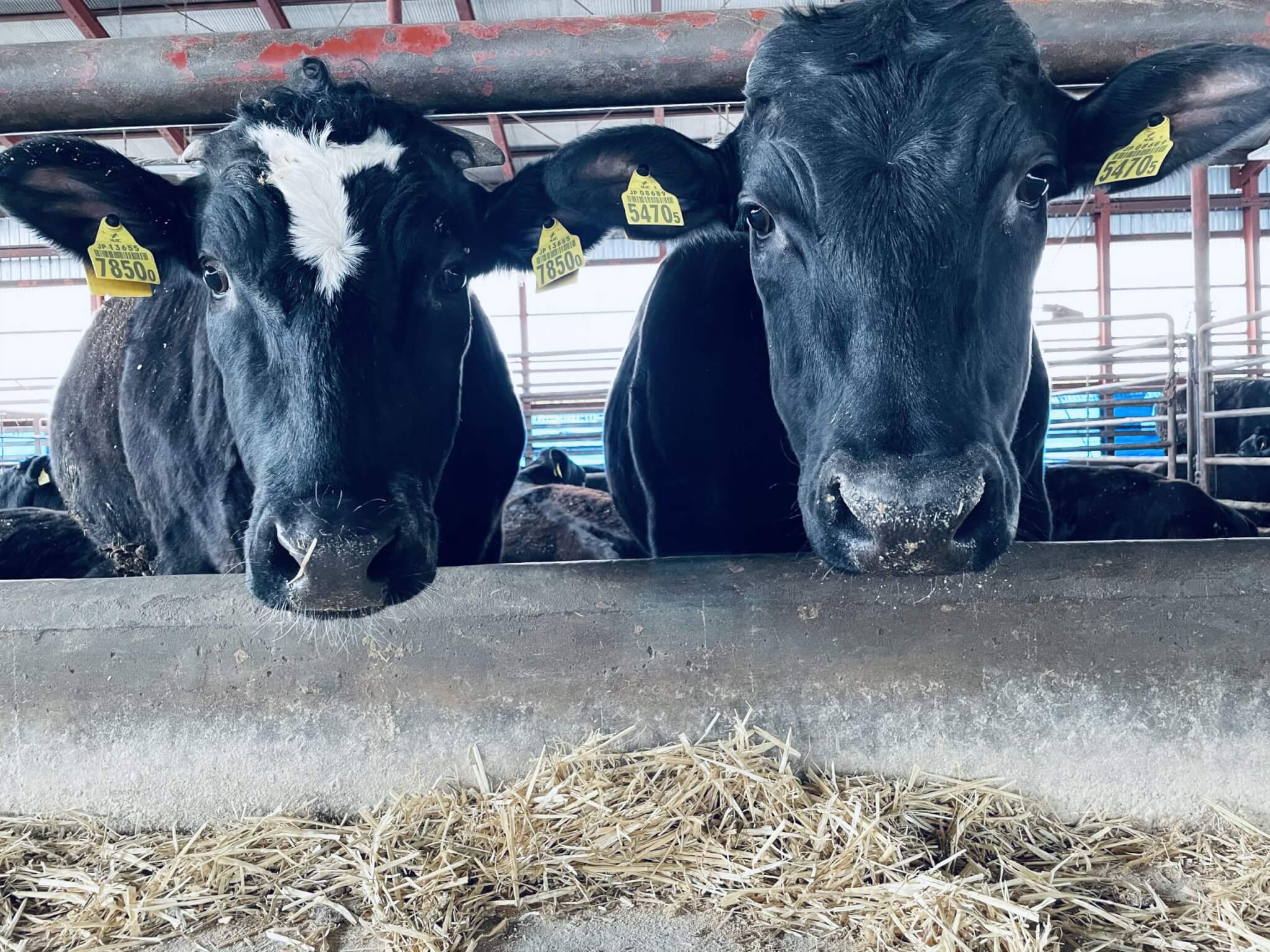 ブランド牛 羽田野第二牧場