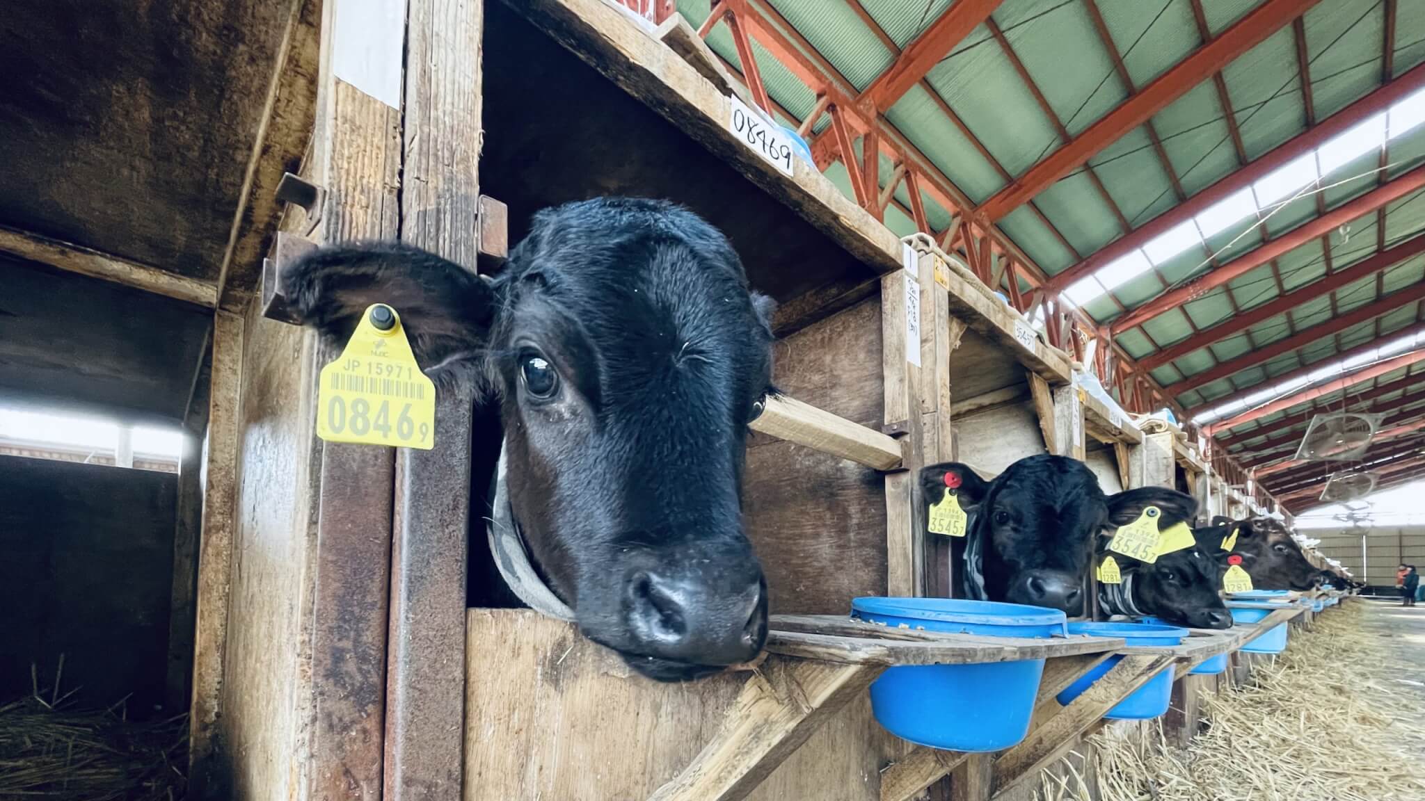 羽田野第ニ牧場_仔牛にネックウォーマを着せている写真